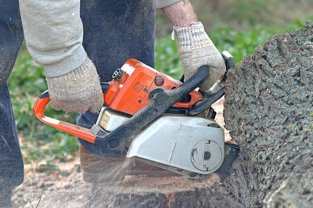 Collinsville, VA Tree Services Company